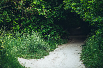 Tunnel in beautiful bushes close-up. Scenic nature green background of thicket. Landscape with trail among trees. Vivid scenery of rich greenery and footpath. Pathway through lush bushes in park.