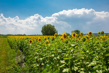 Sunflowers on the field on a bright sunny summer day. Sunflower seed.