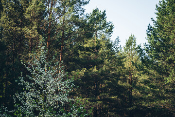 Scenic landscape with blooming white irga in pine forest. Amelanchier canadensis in forest background. Asymmetric composition with apple tree and sky above pine tops. Beautiful springtime scenery.