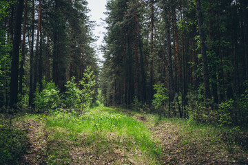 Thickets in dense forest. Scenic view with contrasts of deep forest. Beautiful woody landscape surrounded by many trees and lush vegetation. Forest scenery with rich flora. Atmospheric woodland.