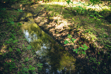 Beautiful vivid green leaves in sunlight above small river in bokeh in sunny forest. Rich vegetation and sky reflected in water of forest stream. Colorful view to plants in taiga. Nature background.