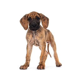 Cute light brindle Great Dane puppy, standing facing front. Looking straight to camera with shiny dark eyes. Isolated on white background.