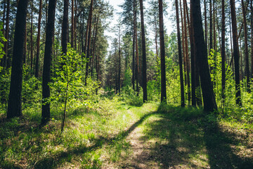 Thickets in dense forest. Scenic sunny view with contrasts of forest. Beautiful woody landscape surrounded by many trees and lush vegetation in sunlight. Atmospheric forest scenery with rich flora.