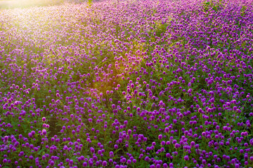 Fototapeta premium A thousand red flowers in the morning sun