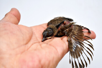 The injured little bird is pathetic, in the gentle hand that is brought to heal. 