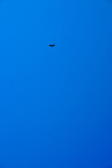 鳥