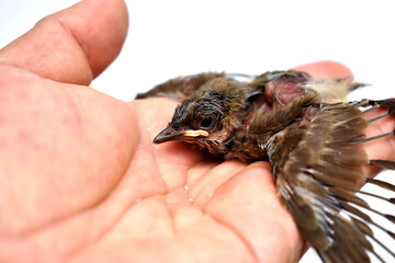 The injured little bird is pathetic, in the gentle hand that is brought to heal. 