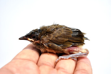 The injured little bird is pathetic, in the gentle hand that is brought to heal. 