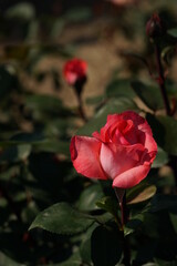 Light Pink Flower of Rose 'Pink Panther' in Full Bloom
