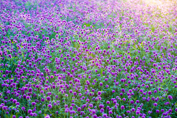 Obraz premium A thousand red flowers in the morning sun
