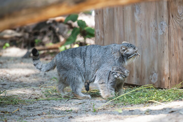 Fototapeta premium Pallas's cat (Otocolobus manul). Manul is living in the grasslands and montane steppes of Central Asia. Little cute baby manul with mother. Learning process. Small wild kitten. First steps