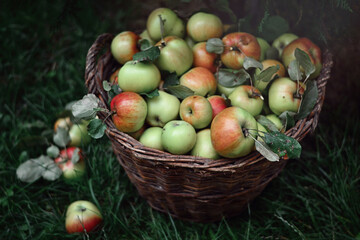 Basket of ripe apples plucked from a tree in the garden. Picking apples. 