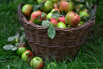 Fresh apples in nature. Garden. Fruit to extend life. 