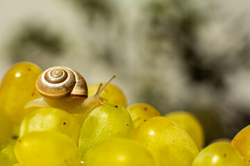 Close-up of a small snail crawling over grapes quiche mish