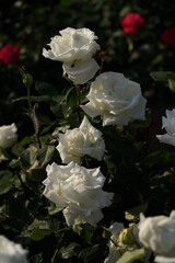 Whit Flower of Rose 'Pope John Paul II' in Full Bloom

