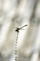 Yellow-black pattern dragonfly on wood tip on blurred background.