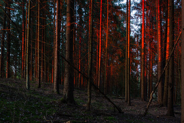 sunlit trees with shadows and reflections