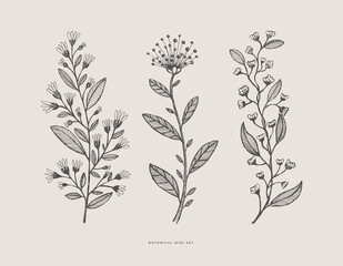 Set of hand-drawn curly flowers. Wild herbs vector illustration. Floral design element for greeting card, poster, cover, invitation. Botanical retro image for a garden background.