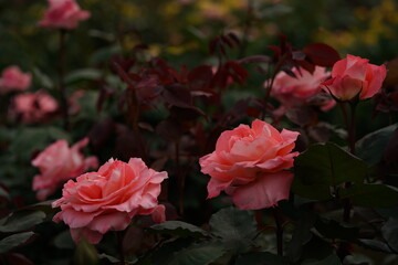Light Pink Flower of Rose 'Prestige de Liyon' in Full Bloom

