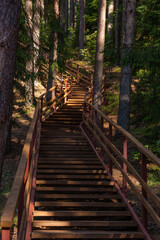 Obraz premium wooden stairs to the forest lake