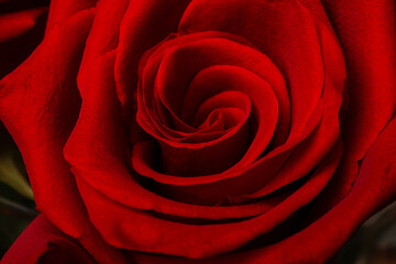 Red rose