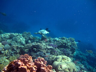Fototapeta na wymiar Sea turtles. Great Reef Turtle Bissa.