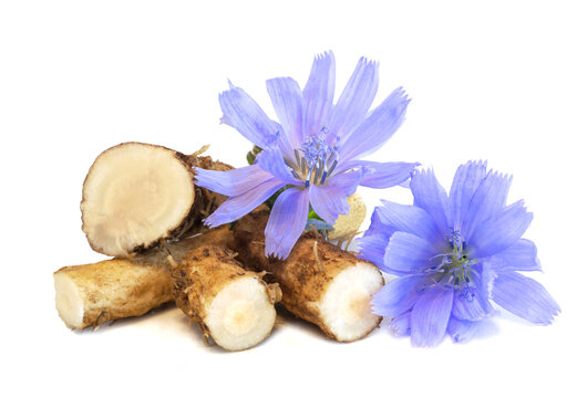 Dry roots of chicory and cichorium flowers isolated on white background. Common chicory or Cichorium intybus flowers. Isolated on white