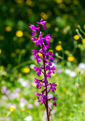 Fototapeta na wymiar wild purple orchid in nature