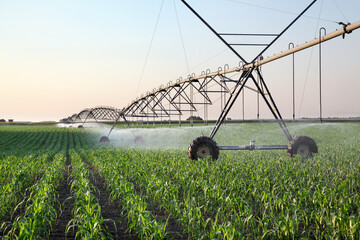 Corn field in spring with irrigation system for water supply, sprinklers sphashing water to plants - obrazy, fototapety, plakaty