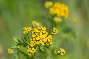 Wild  meadow flowers on green background