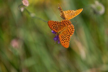 silver-washed fritillary on the green background
