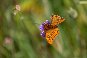 silver-washed fritillary on the green background