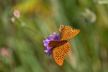 silver-washed fritillary on the green background