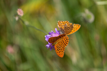 silver-washed fritillary on the green background