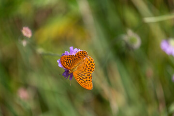 silver-washed fritillary on the green background