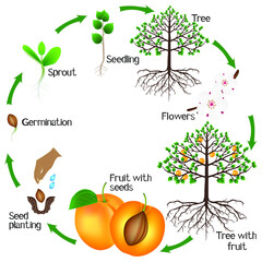 Cycle of growth of apricot tree on a white background.