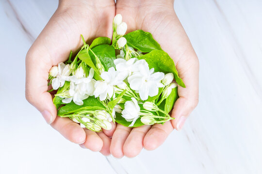 茉莉花 Images – Browse 67 Stock Photos, Vectors, and Video | Adobe