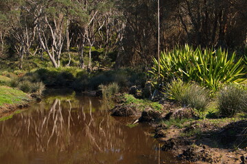 Landscape at Pebbly Beach in Murramarang NP in Australia
