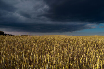 Wheat field against a dark stormy sky