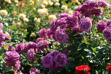 Light Purple Flower of Rose 'Plum Perfect' in Full Bloom