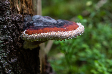 Fomitopsis pinicola, member of the Fomitopsidaceae on the green background