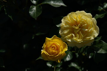 Light Yellow Flower of Rose 'Polaris Alpha' in Full Bloom

