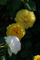 Light Yellow Flower of Rose 'Polaris Alpha' in Full Bloom

