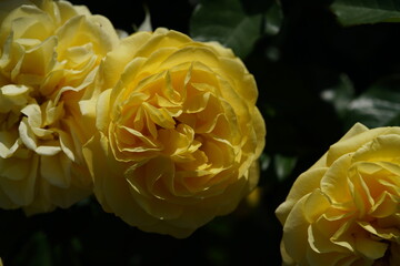 Light Yellow Flower of Rose 'Polaris Alpha' in Full Bloom
