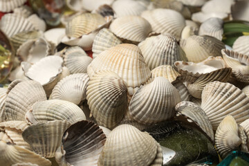 background of figured seashells