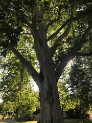 Spring and summer trees in sunlight/shade in the park with green leaves all around and lots of powerful energy