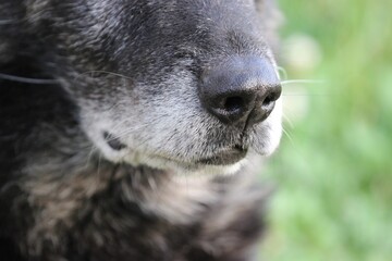 Fototapeta premium alter Deutscher Schäferhund mit grauer Schnauze