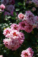 Light Pink Flower of Rose 'Princess Babylon' in Full Bloom
