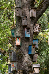 wooden bird cages on the tree