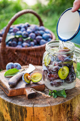 Prepared jar with plum for compote in summer garden